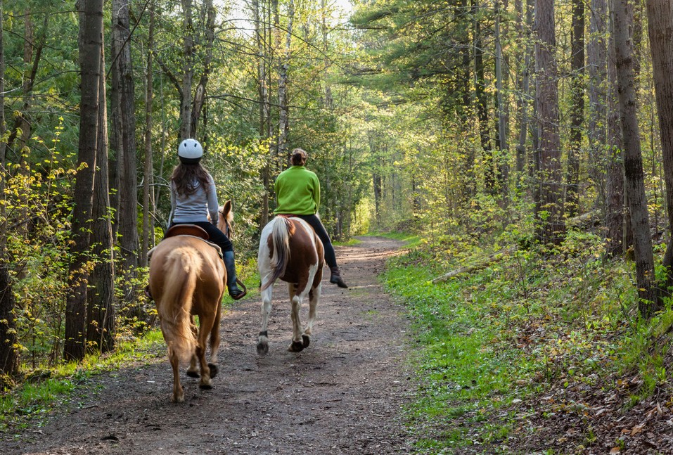 horseback-riding-smoky-mountains-forest-trail-tennessee