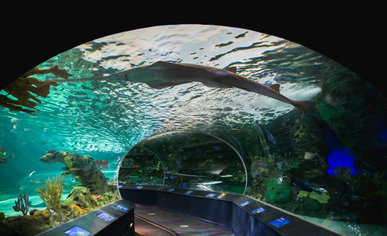 ripleys-aquarium-gatlinburg-smoky-mountains