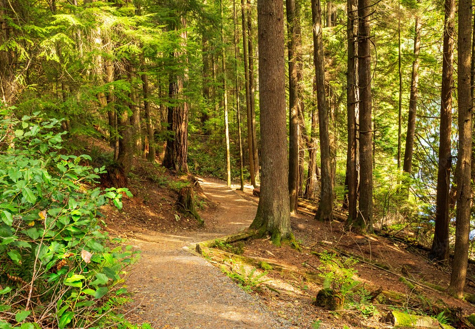 smoky-mountains-hiking-trail-forest-path-tennessee