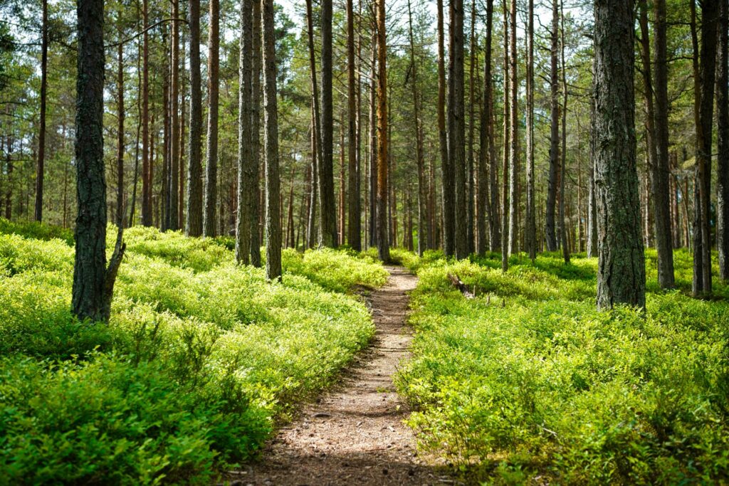 Forest trail similar to the David Boren Trail in Broken Bow, Oklahoma.