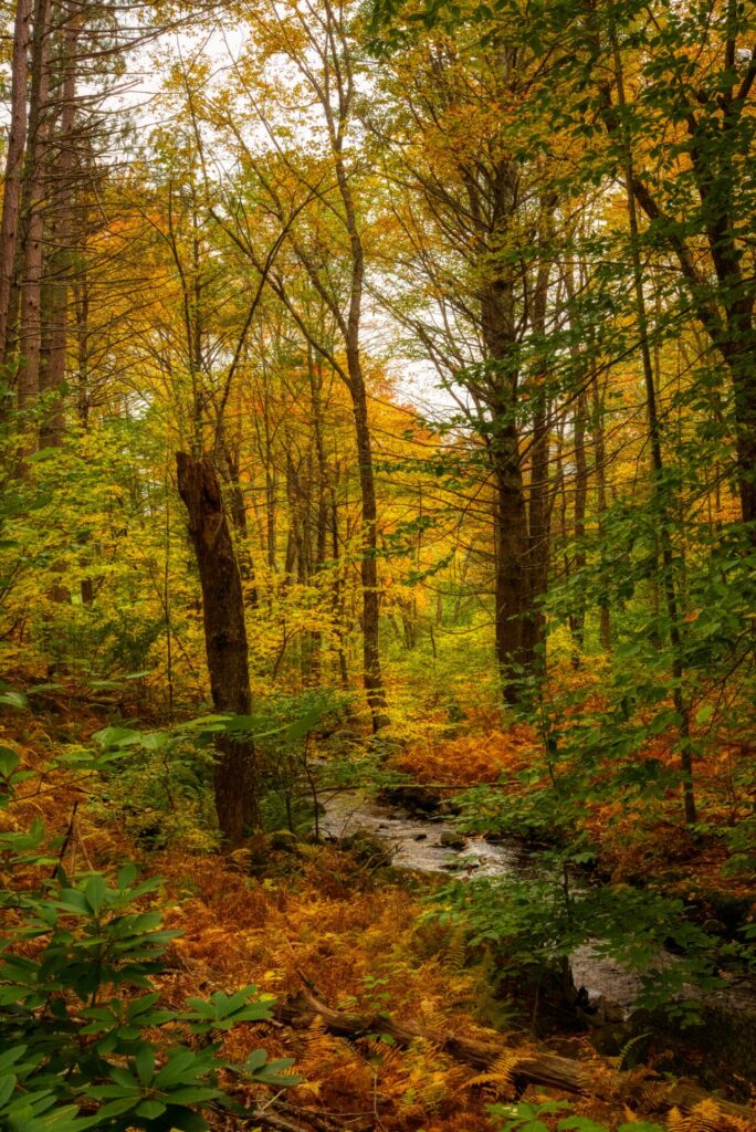 Colorful fall foliage and forest creek in Broken Bow, Oklahoma during autumn.