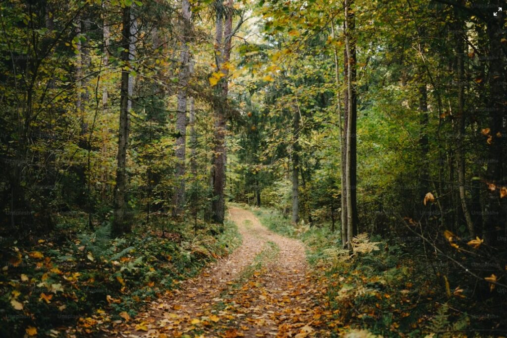 Wooded hiking path along Friends Trail in Broken Bow, Oklahoma.