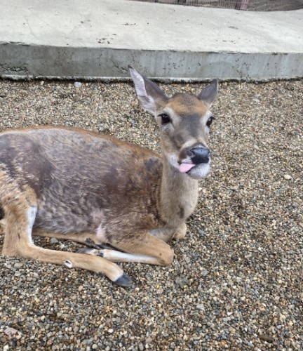 Rescued deer at the Hochatown Rescue Center & Petting Zoo in Broken Bow, Oklahoma.