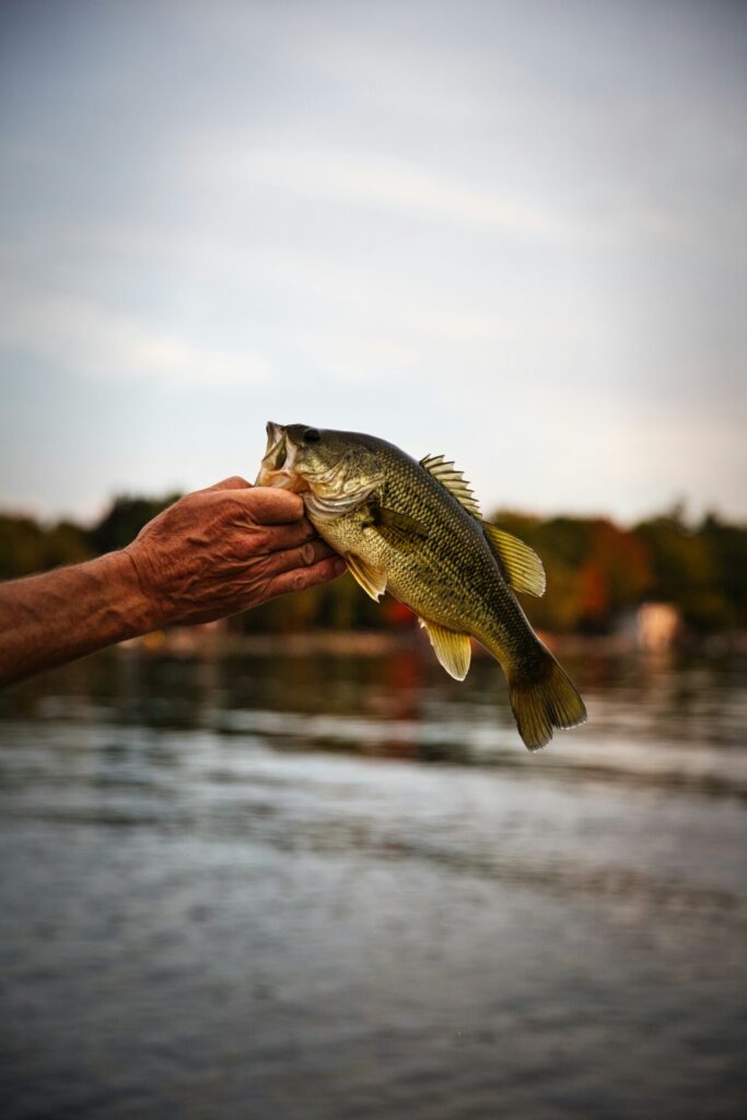 Largemouth bass caught while fishing on Broken Bow Lake in Oklahoma.