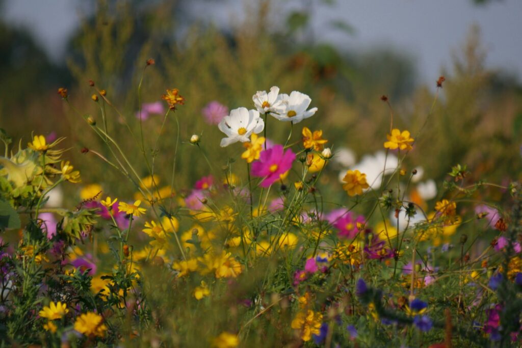 Colorful spring wildflowers blooming in a meadow near Broken Bow, Oklahoma.